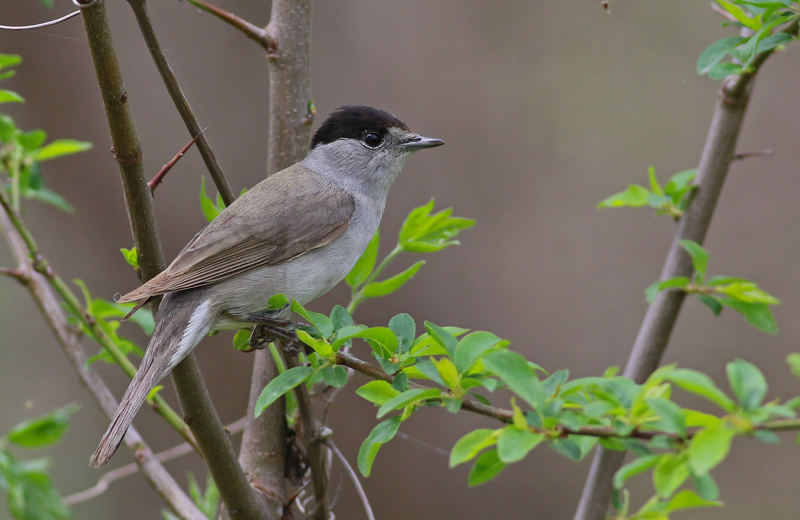 Eurasian Blackcap